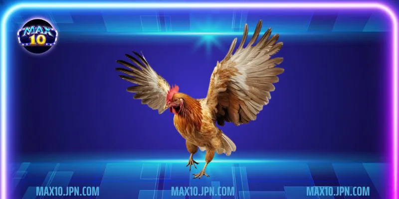 Nguồn gốc của đá gà Thomo tại nhà cái