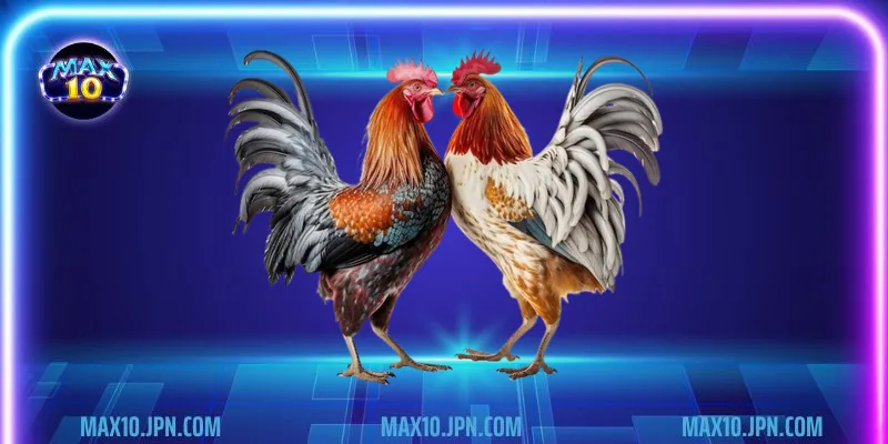 3 loại hình đá gà người chơi nên tham gia