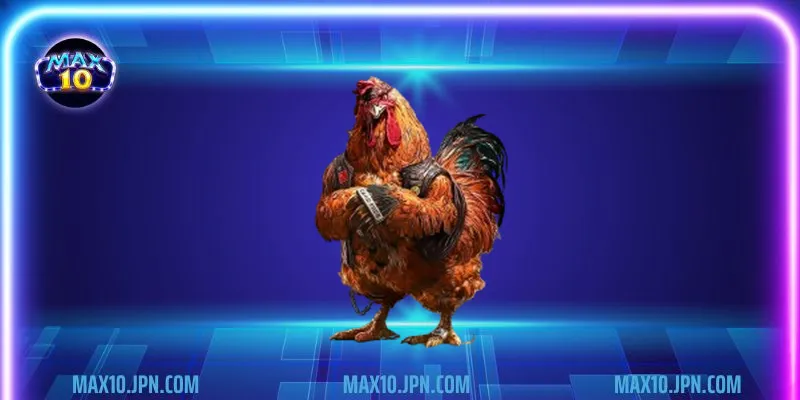 Ưu điểm khi cá độ đá gà cựa sắt