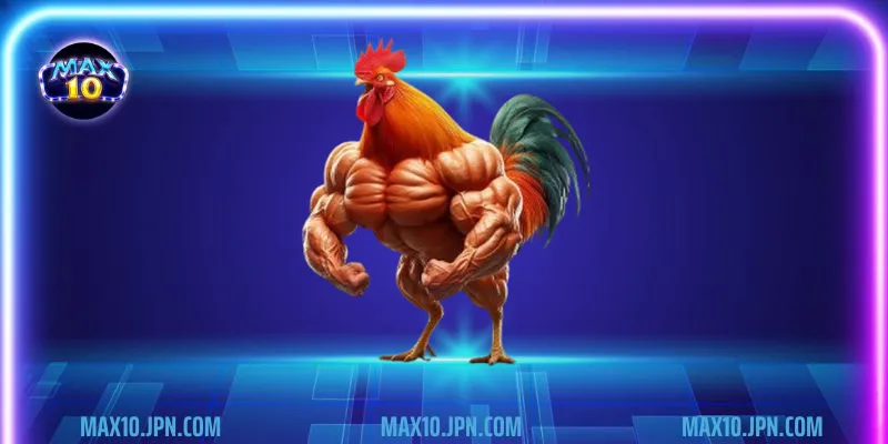 Bí kíp chơi đá gà cựa sắt không nên bỏ lỡ