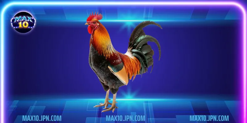 Ưu điểm của trò chơi đá gà philippines