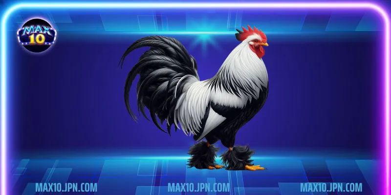 Luật chơi đá gà philippines chi tiết