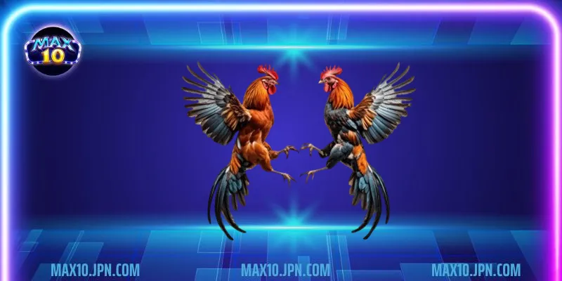 Cách chọn gà tre đá chuẩn chỉnh